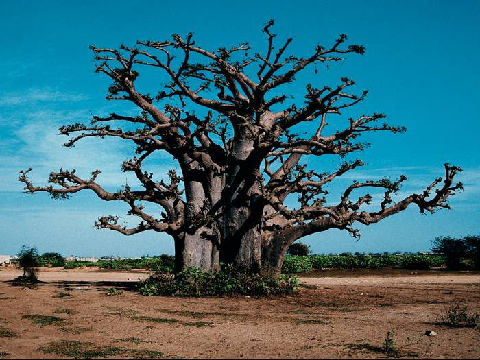 Baobab Sénégal